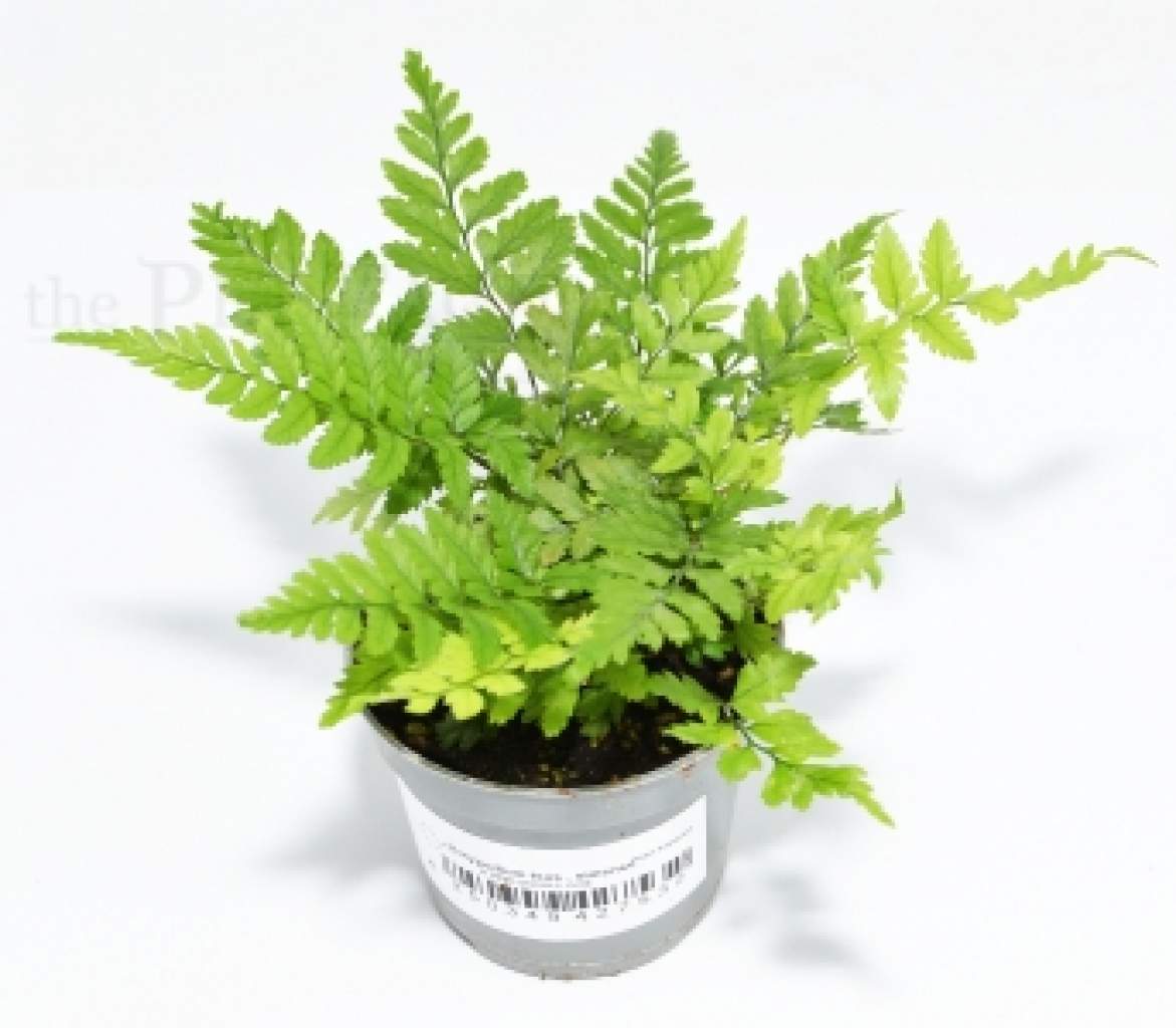 Polystichum tsus-simense